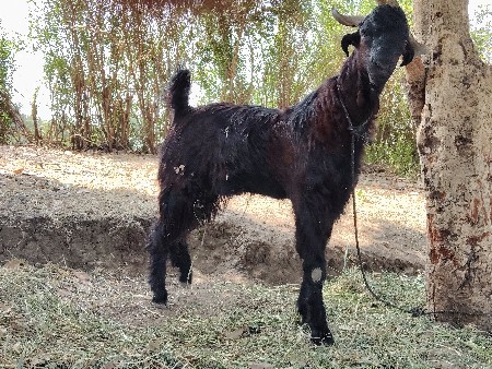 થંબનેલ 2