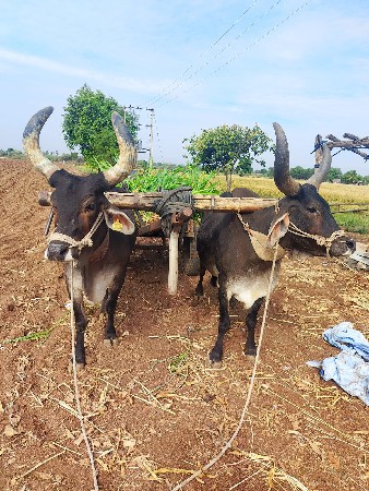 તીરજિ ધરના