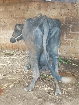 थंबनेल 2