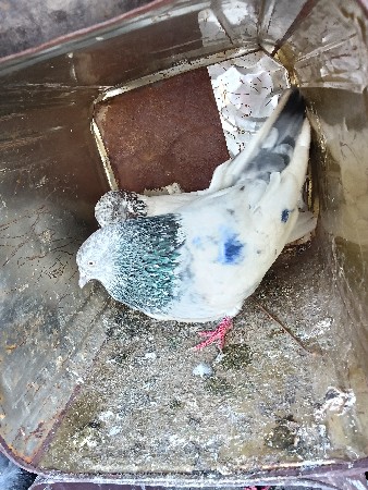 થંબનેલ 3