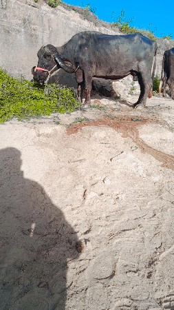 थंबनेल 3