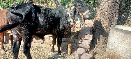 આ ઓડકી વેચવાની છે લીલડી