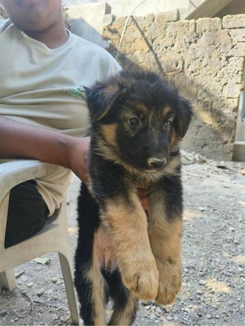 German Shepherd Double Coat Female