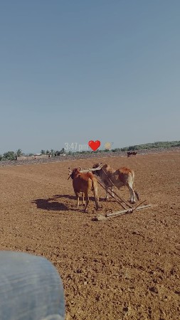 બળદ વેચવાના સે