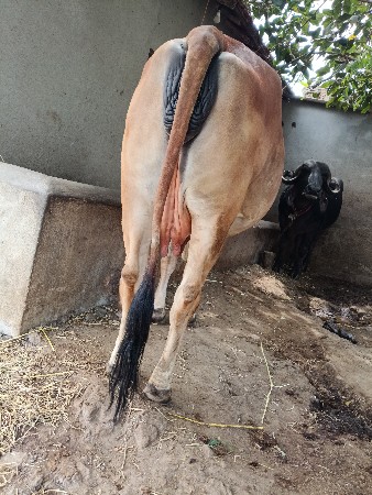 વેસવા ની‌ છે