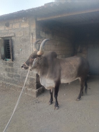 બળદ વેચવાનો છે જમણી બાજુ હાલે છે