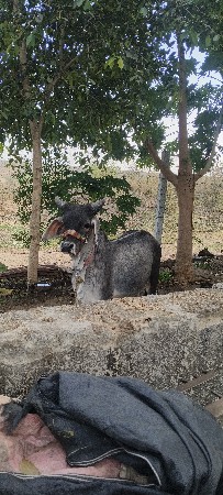 વાસડો વેસવાનો સે