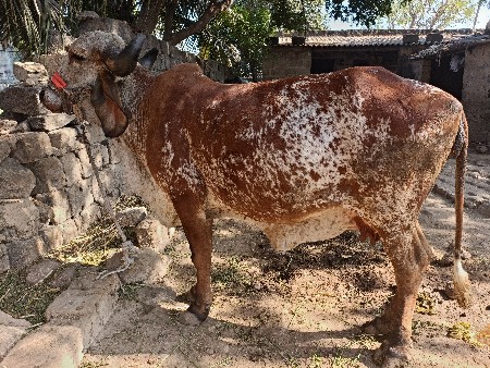 थंबनेल 3