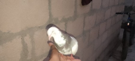 થંબનેલ 3