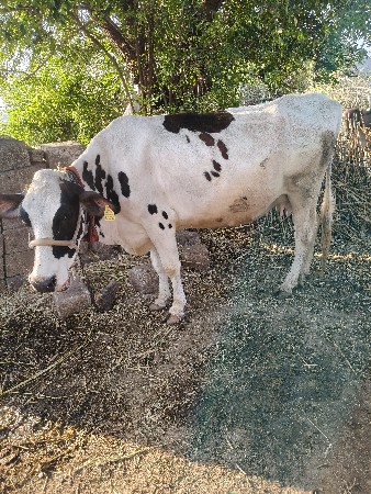 थंबनेल 2