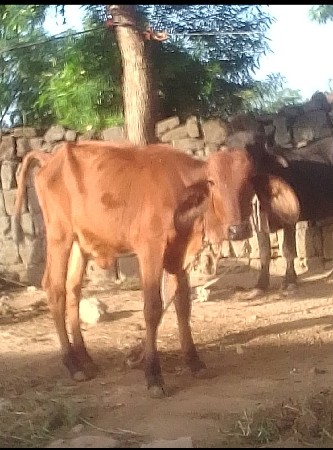 थंबनेल 3