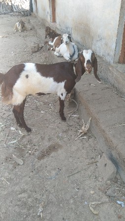 थंबनेल 2