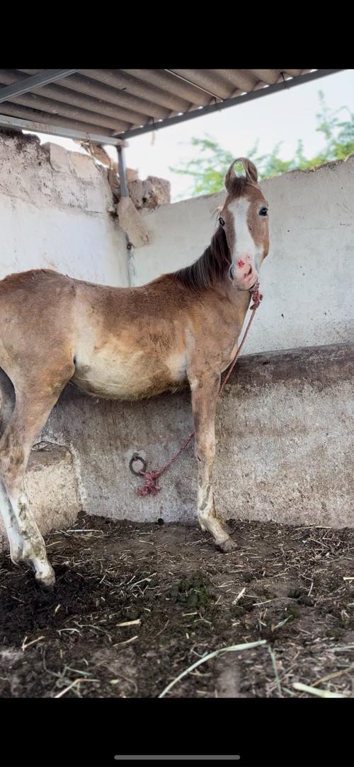 થંબનેલ 2