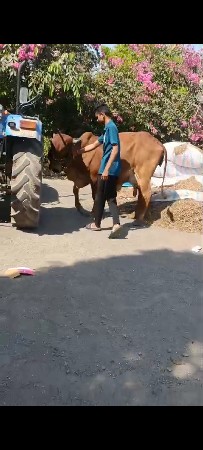 ગાય વેચવાની છે