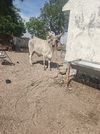 6 દાતે હાલતો બધે