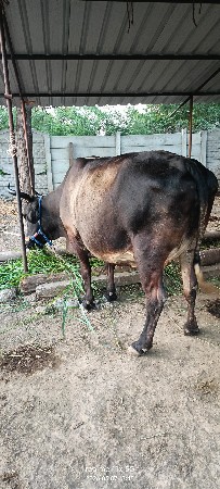જળશી ગાય વેચવાની છે