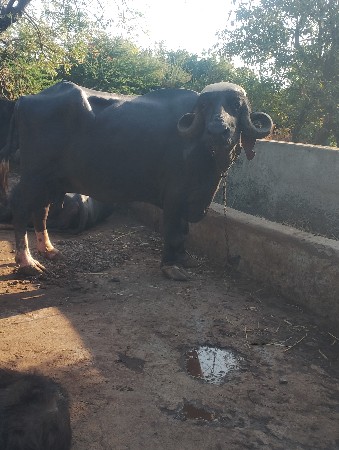 bhagri bhes vesvani se