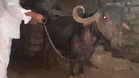 થંબનેલ 3