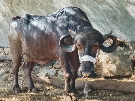 थंबनेल 3