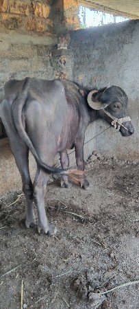 વેચાવ ખડેલા 2