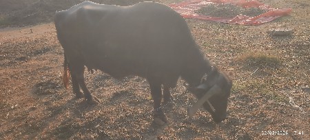 थंबनेल 2