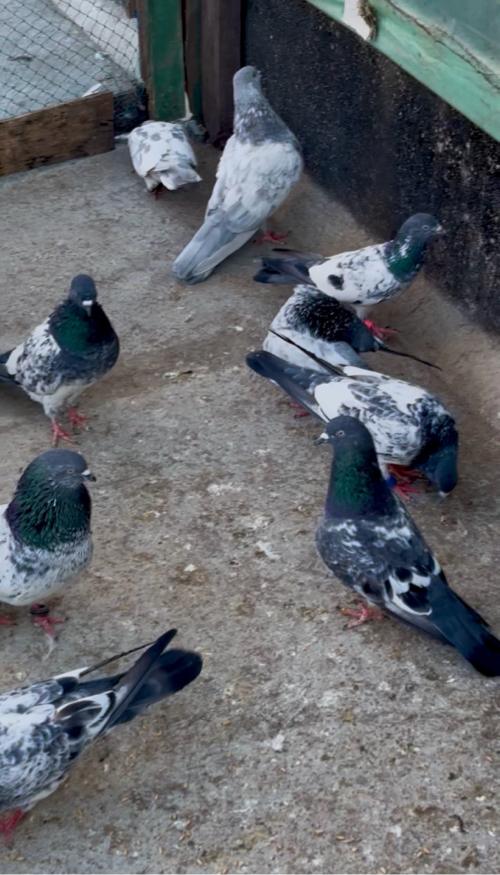 थंबनेल 3