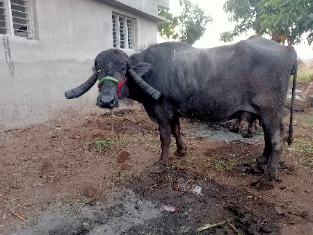 थंबनेल 4