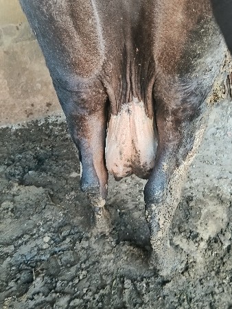 hf ૩વેતર  ૮દિવસ ની વાર સે