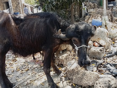 थंबनेल 2