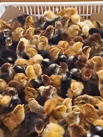 थंबनेल 3