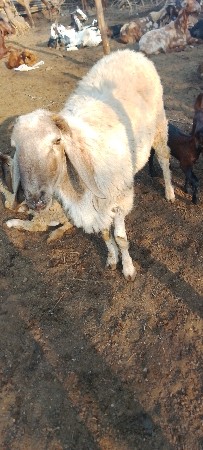 ઘેટો વેચવાનો છે