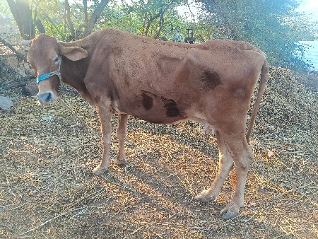 थंबनेल 3