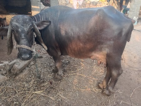 ભેંશ વેચવાની છે