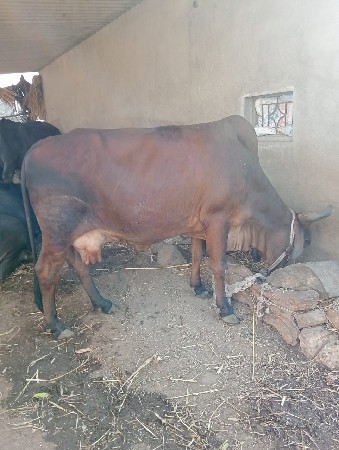 थंबनेल 3