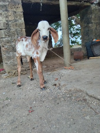 ગાય વેચવાની છે