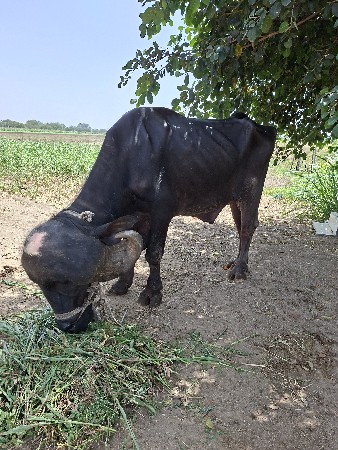 થંબનેલ 3