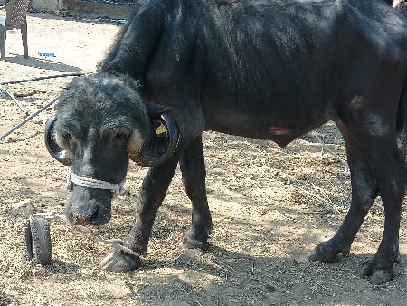 ખોડેલી વેચવાની છે