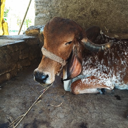 थंबनेल 2