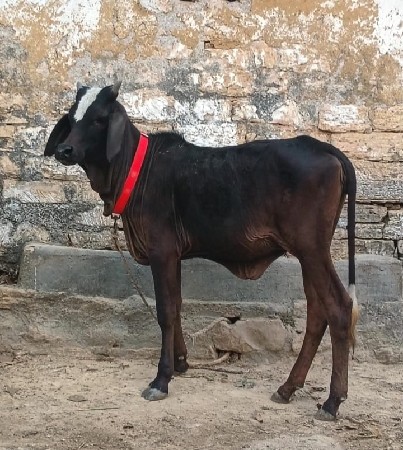 થંબનેલ 2