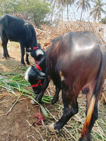 પાડા જાફરાબાદી બે છે