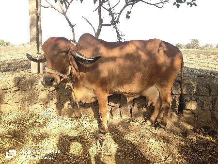 વેચવાની