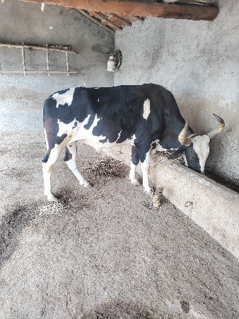 1 બળદ વેચવાનો છે.