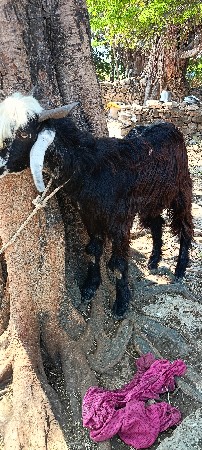 थंबनेल 3