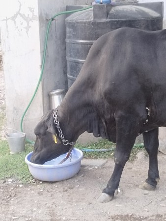 ગાય વહેંચવાની છે