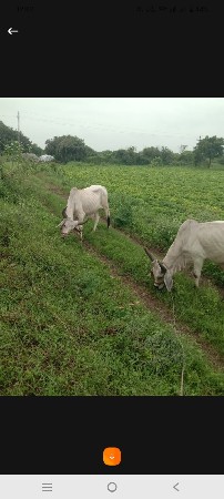 ગોધલાવેચવાનછે