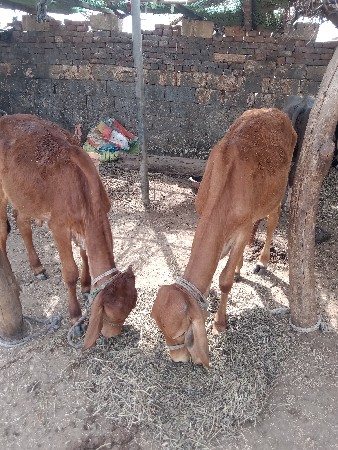 थंबनेल 2