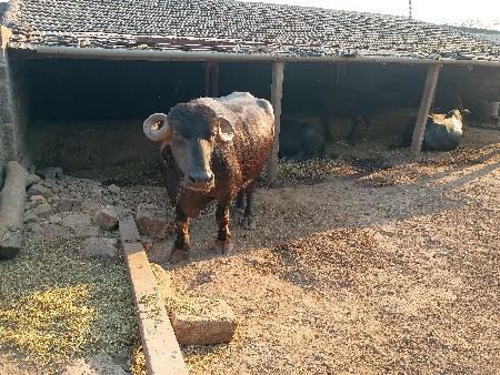 આ ભેંશ વેચવાની છે