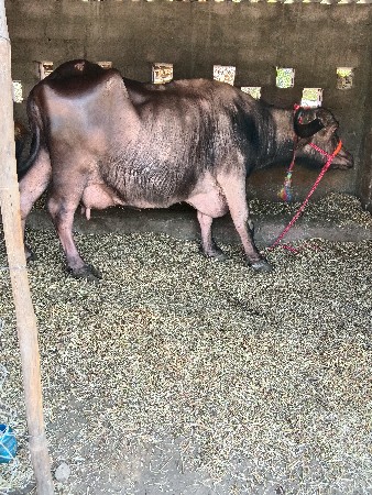 સાટાપણકરવાનાછે