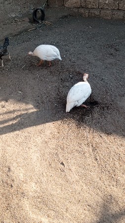 એક જોડી રામચેતન નીચે