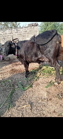 થંબનેલ 3